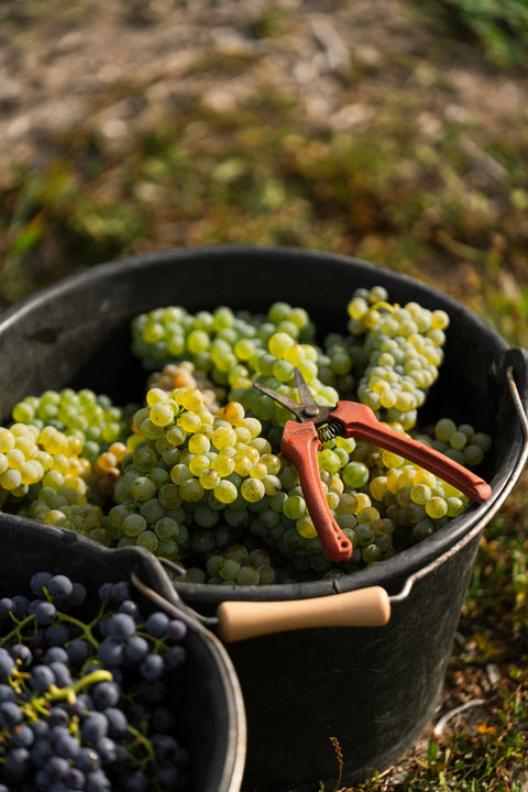Wine Harvest: Where Great Non-Alcoholic Wine Begins