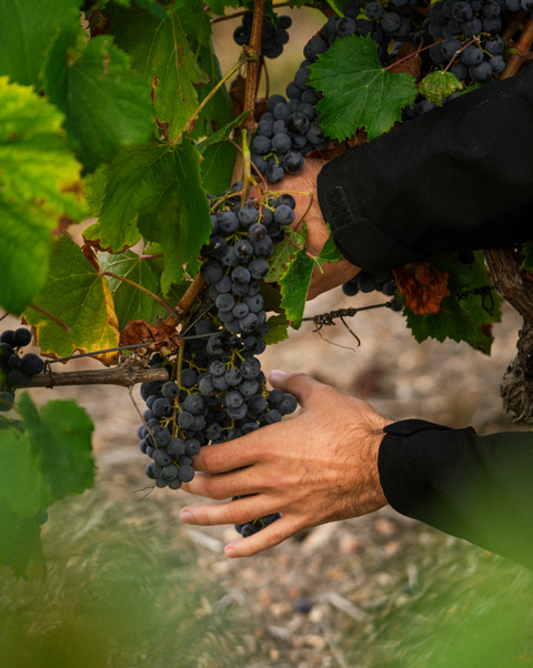 Why Pinot Noir Is One of the World's Most Fascinating Grapes
