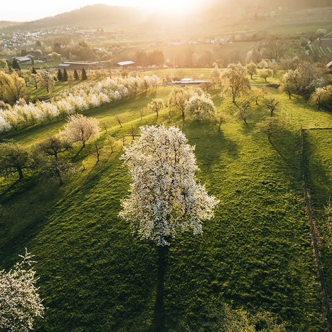 Jörg Geiger Rosenzauber