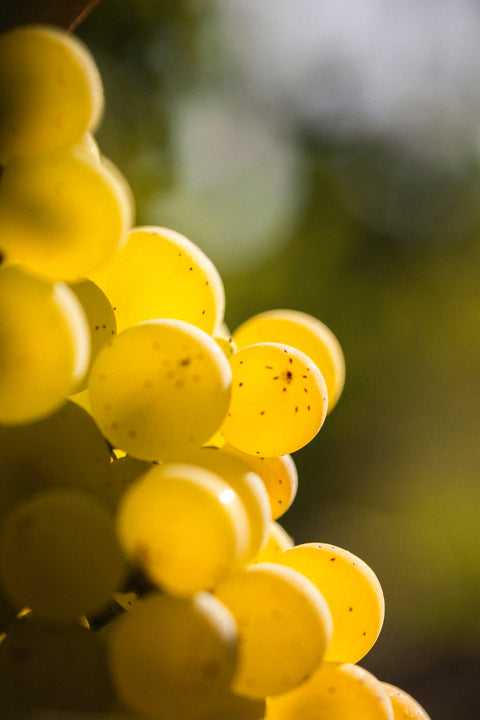 White Discovery Bundle