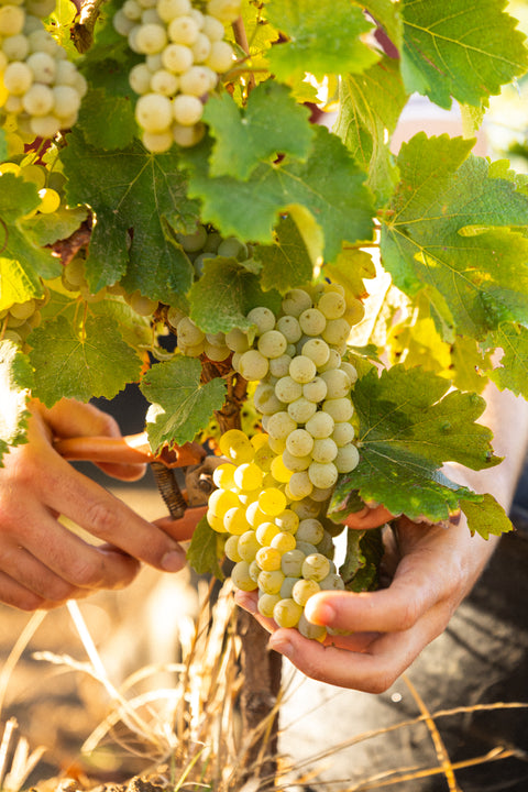 White Discovery Bundle